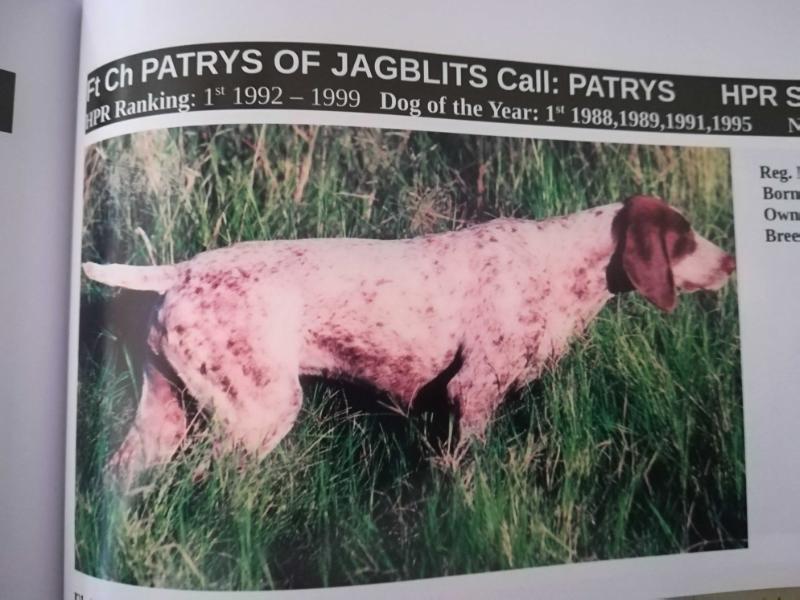 Pointabird Patrys of Jagblits