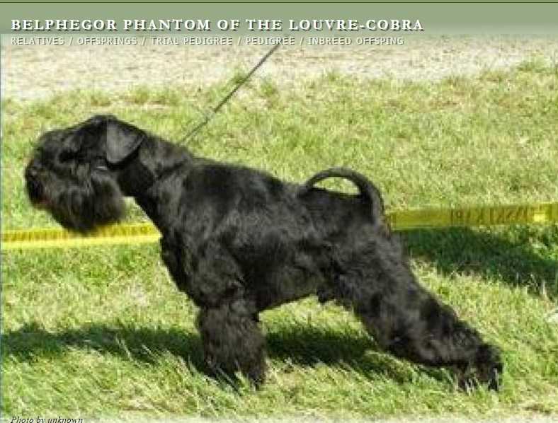 BELPHEGOR PHANTOM OF LUVRE-COBRA