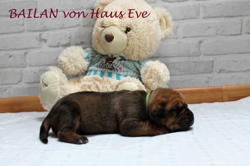 BAYLAN von Haus Eve