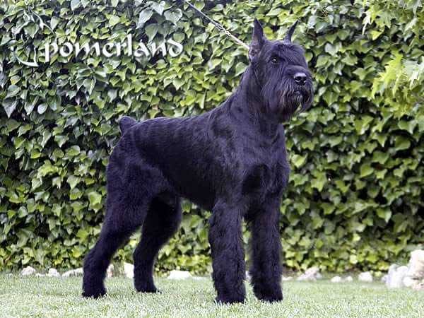 Remix De Pomerland