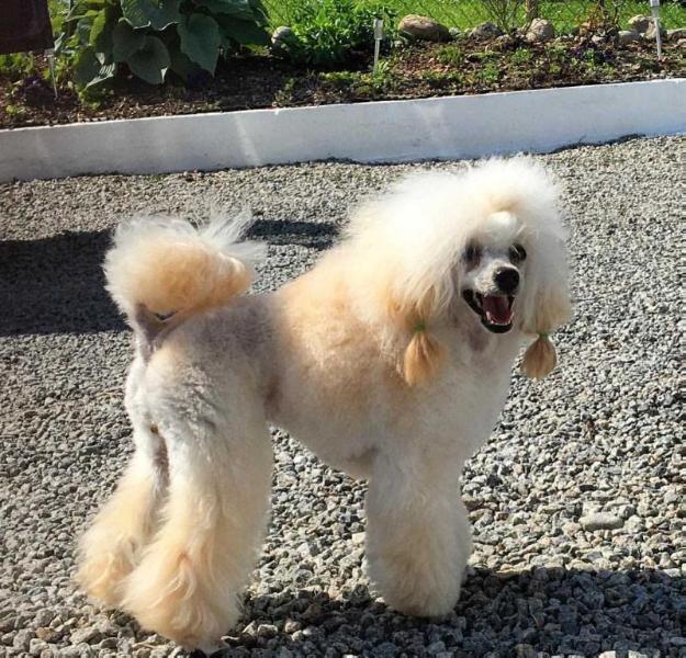 Eclipse Poodle Empire Andra