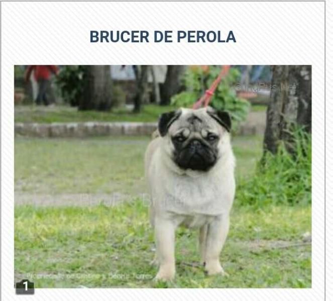 Perola's Brucer