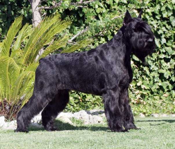 Indiana De Pomerland
