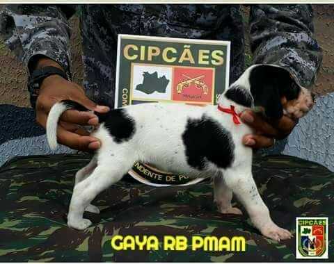Gaya RB da PMAM