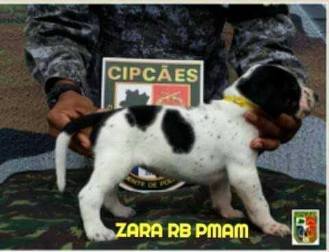 Zara RB da PMAM