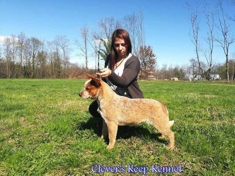 Honey for Clever's Keep Kennel