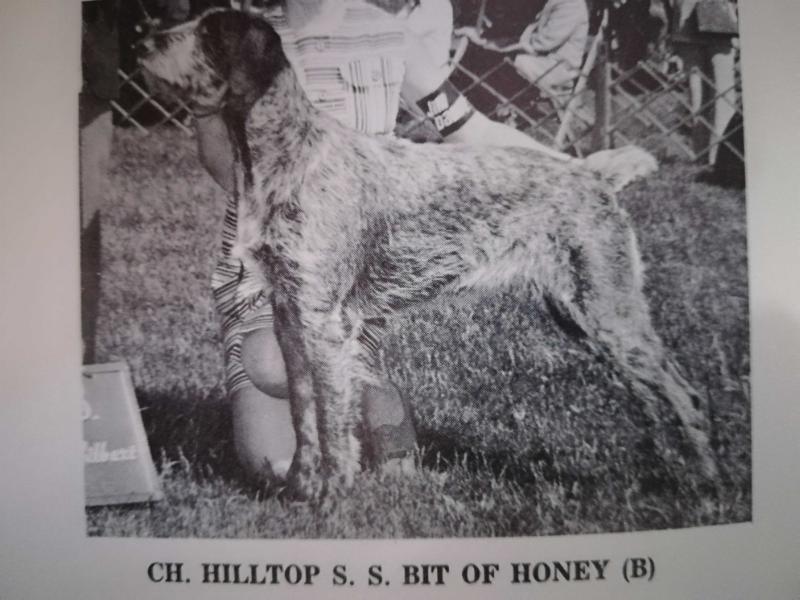HILLTOP S.S. BIT OF HONEY (B)