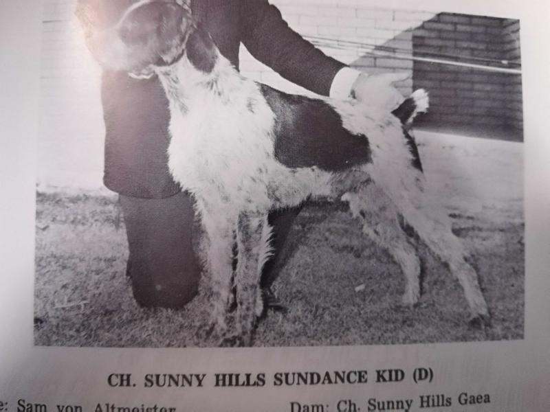 SUNNY HILLS SUNDANCE KID