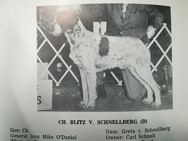 BLITZ V SCHNELLBERG III