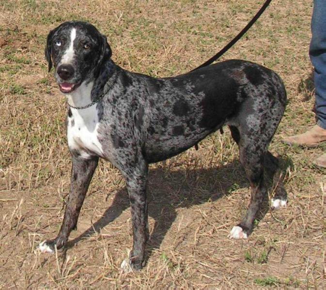 Oak Hill's Jolene