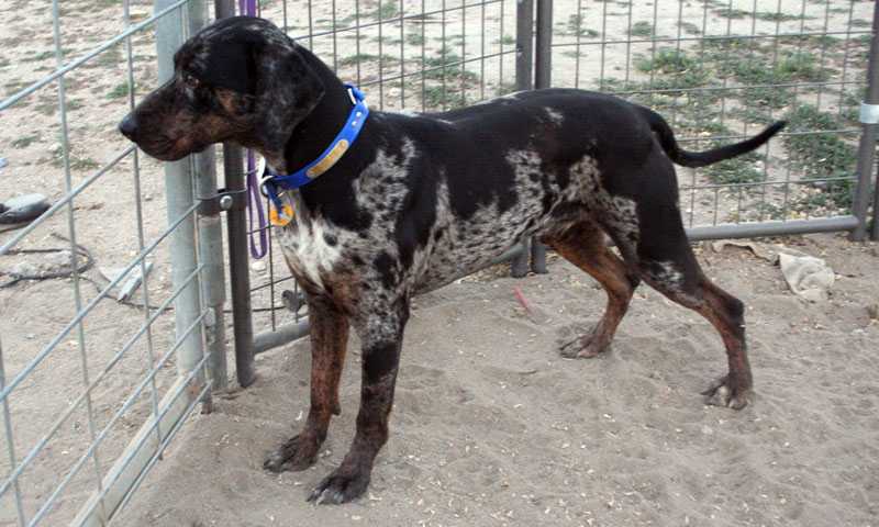 Crazy Wolf's Mojave Bleu