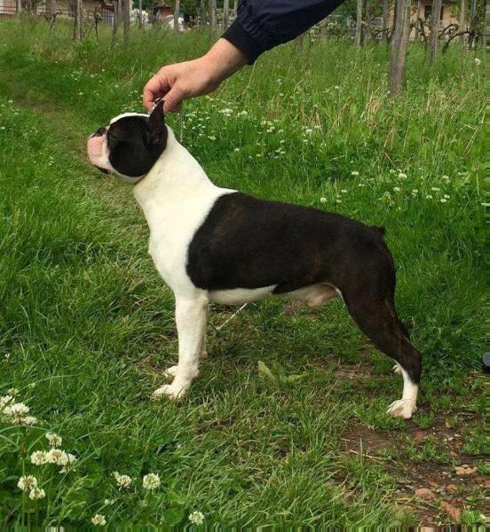 Gentle Boy of Nimiloxus