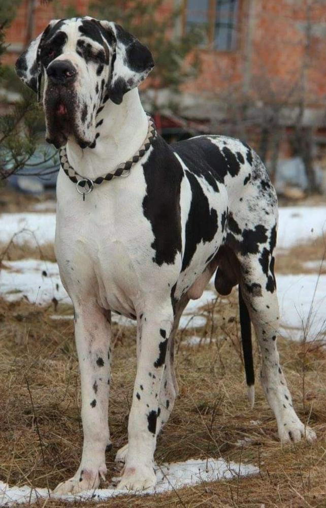 Boss Donum Dei