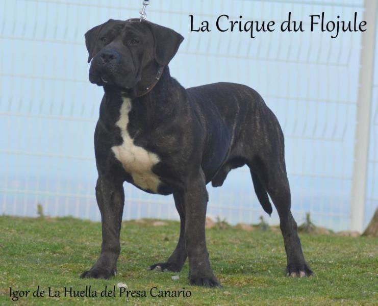 Igor de la huella del presa canario