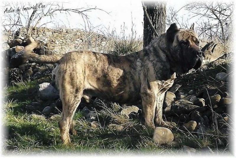 Aslan de Imperial can