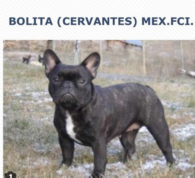 BOLITA (CERVANTES)