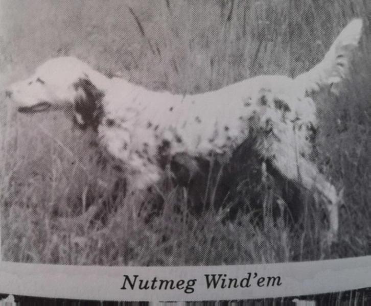 NUTMEG WINDEM