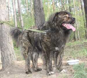 Sherkhan
