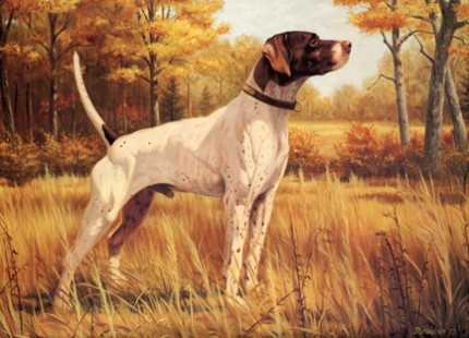 BUCKBOARD
