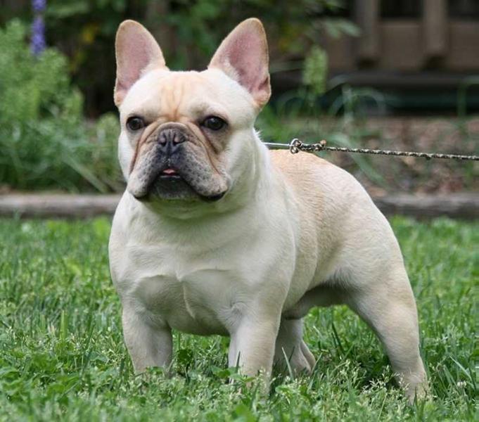 Mobulls Must Be Smokin Hot Samson