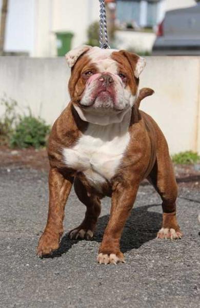 Lecat's bulldogs ilona