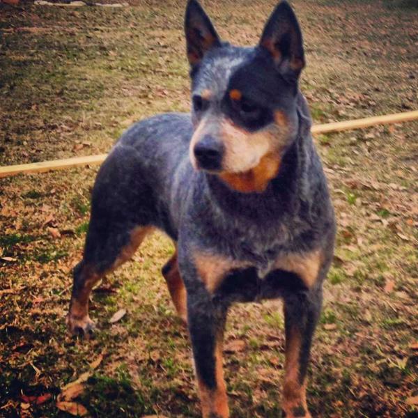 TIMBER TRUE MABELLINE