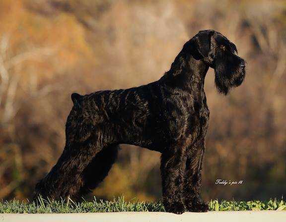 Stablemaster's Dark Horse