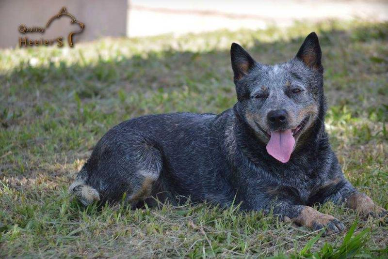 QUALITY HEELER CHELSEA