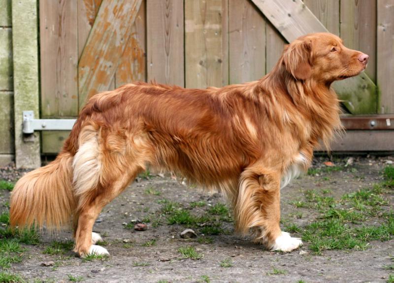 Daintree's Dutch Canadian Puck