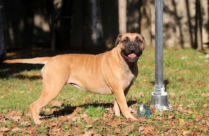 Ideal Dogs GIV Gwen Stefani