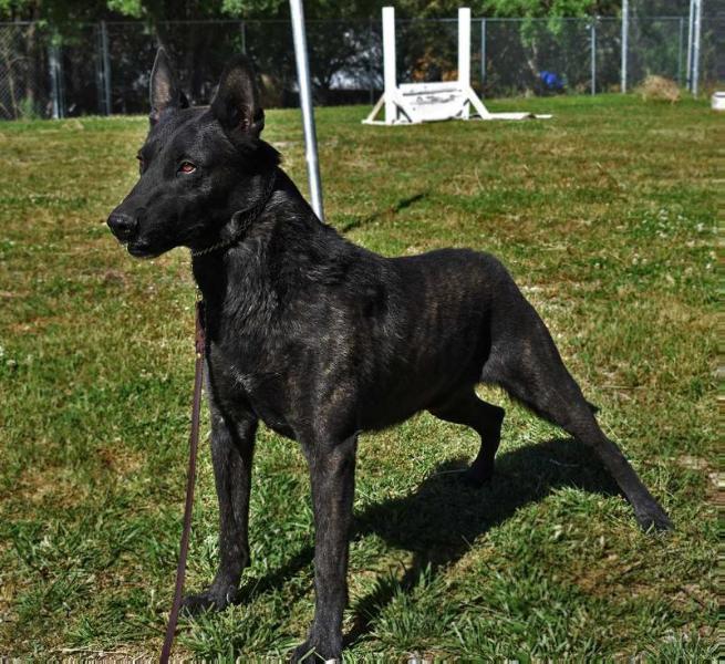 Aachen Ruger