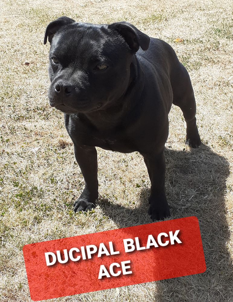 DUCIPAL BLACK ACE