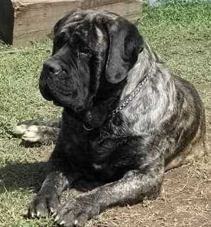 EDITION SPECIAL KALA (ORDOÑEZ)
