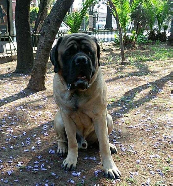 DRAKO (FLORES)