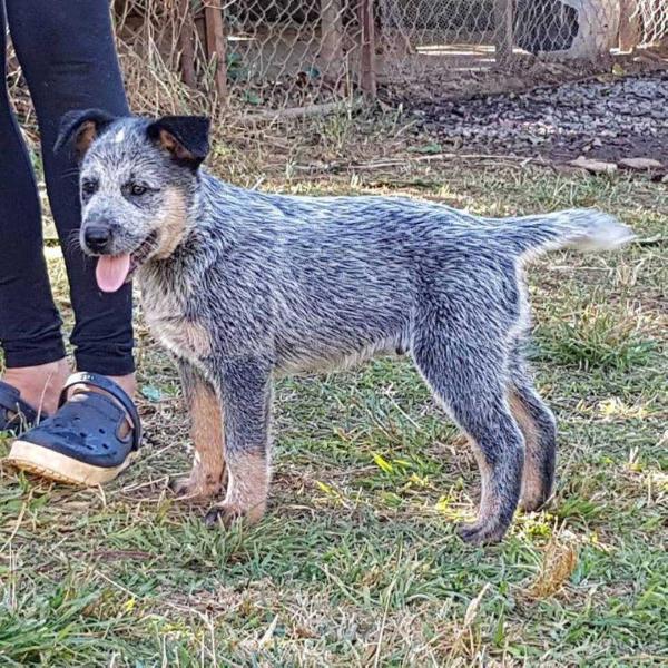 WOODY OF HEELER'S SELIVON