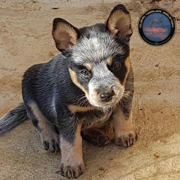 RAVENNA OF HEELER SELIVON