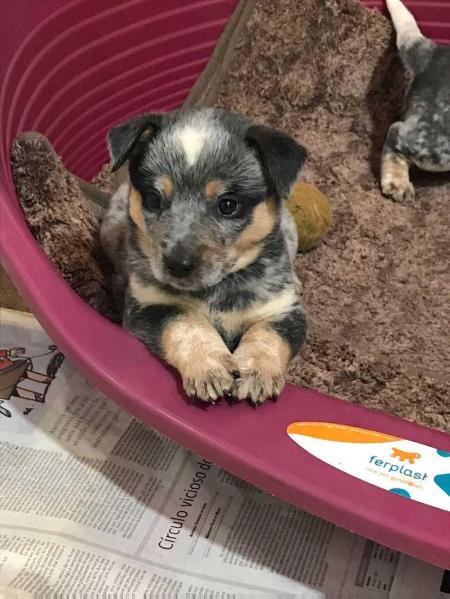 Vyck queensland J.P.B DO HEELER SELIVON
