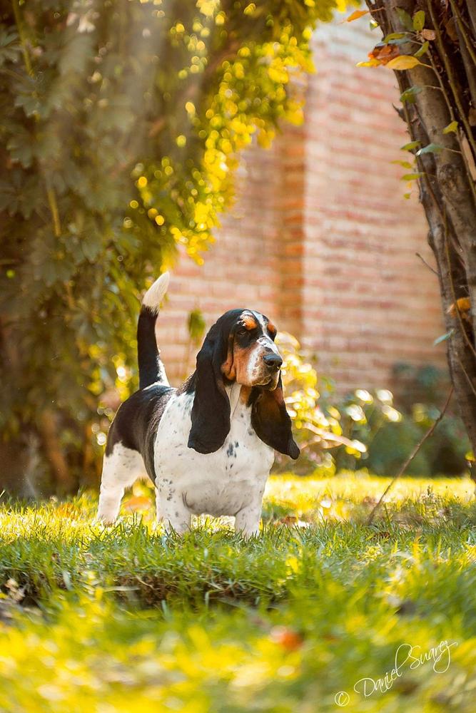 Lomarol Hounds Tracy