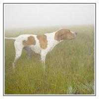WINDSONGS JAG