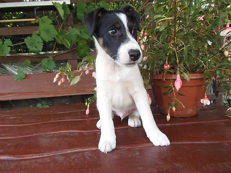 Zippo-Ruff Tai Fokstrotas