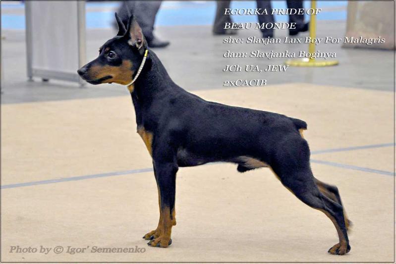 Egorka Pride Of Beau Monde