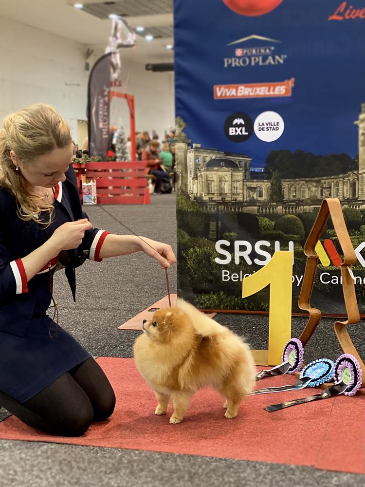 Timeless Poms A Sweden Dream