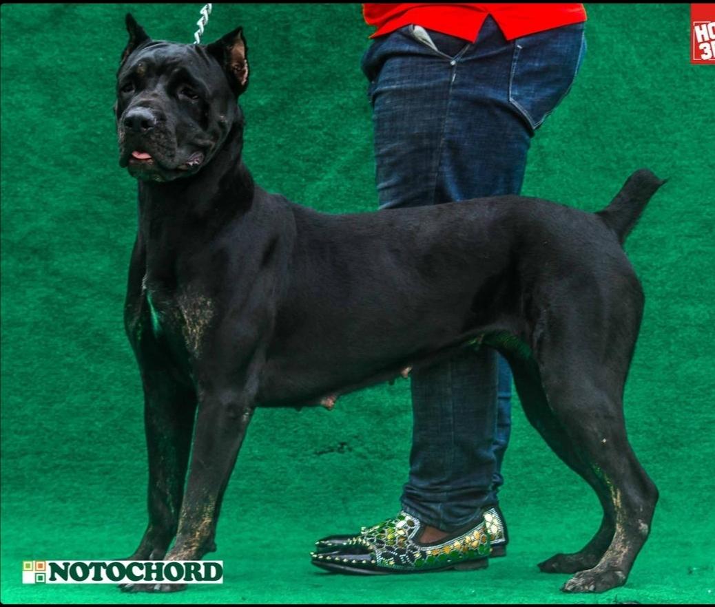 Notochord''s Nikita