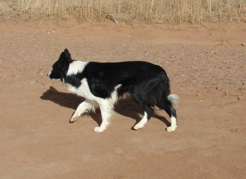 CC SA Roo
