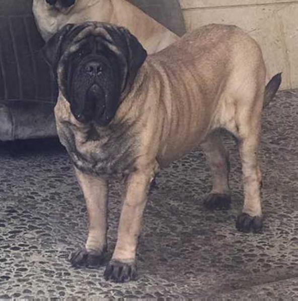 BAMBAM (ORDOÑEZ)