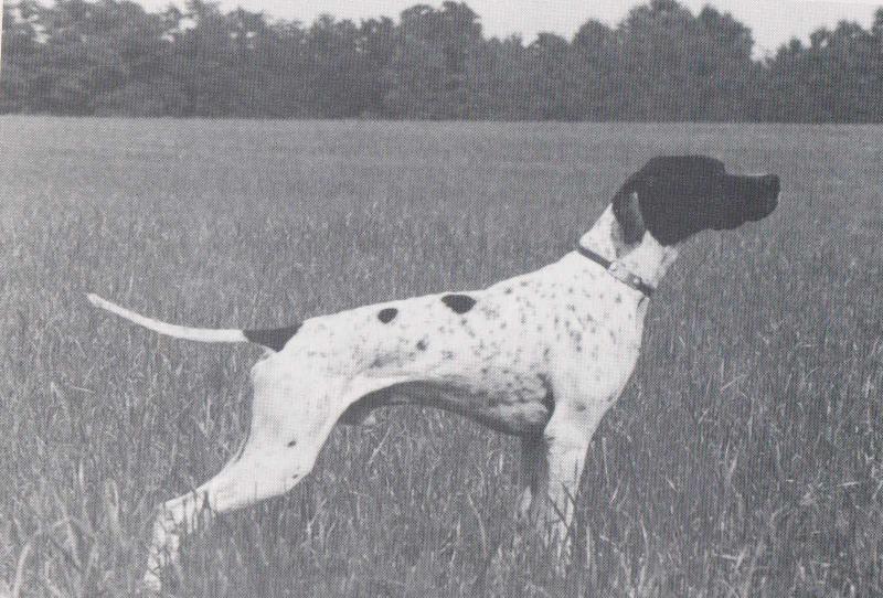 CUSTER DEL VENTO