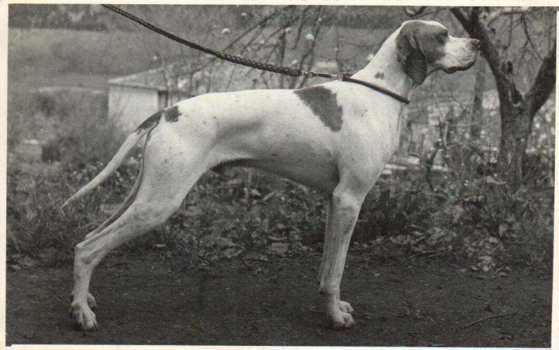 DAMSGAAERDS PEER