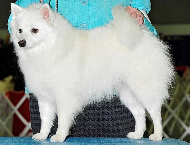 KISKAPOO WYNNEIRA WILL'O'WISP