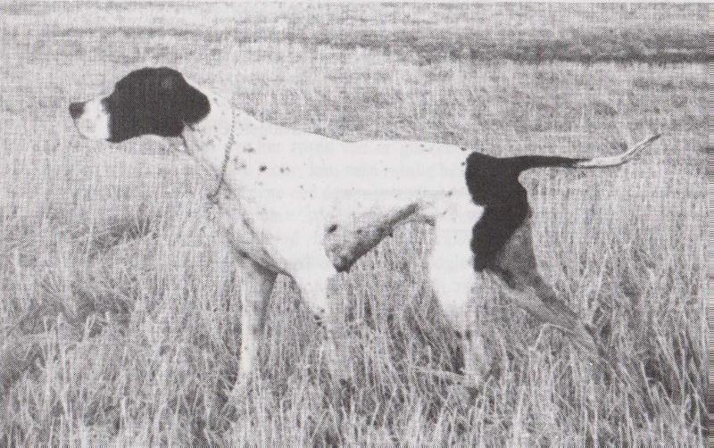 BOGA SHEILA