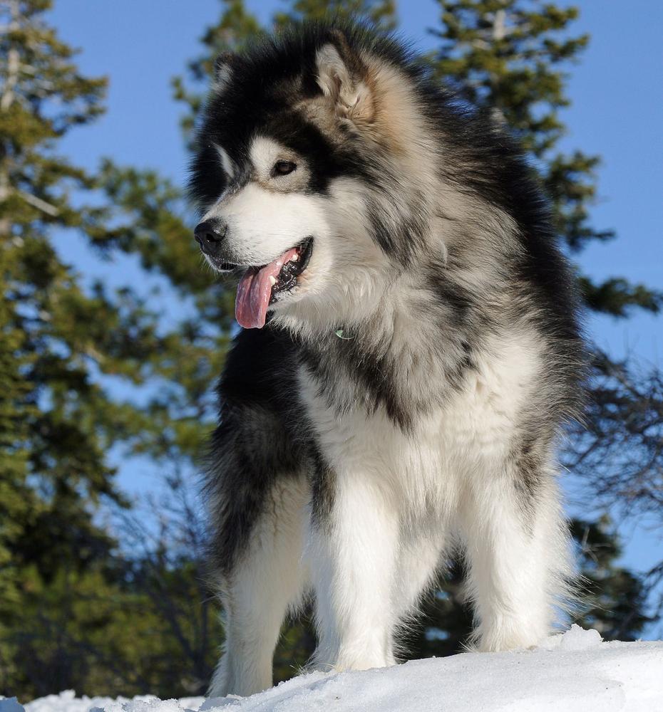 Snowlion Kathmandu Rebel